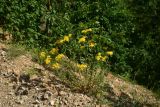 Hypericum scabrum. Цветущее растение. Турция, ил Артвин, р-н Юсуфели, 450 м ниже дер. Гюльпынар, выс. 1520 м н.у.м., каменистый склон. 13 июня 2026 г.