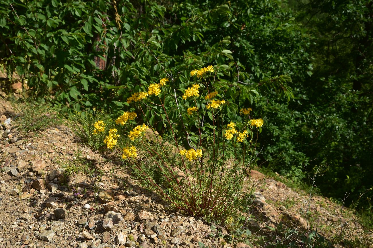 Image of Hypericum scabrum specimen.
