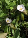 Sinopodophyllum hexandrum. Верхушки побегов с цветками. Ленинградская область, дер. Дубки, в культуре. 22.05.2011.