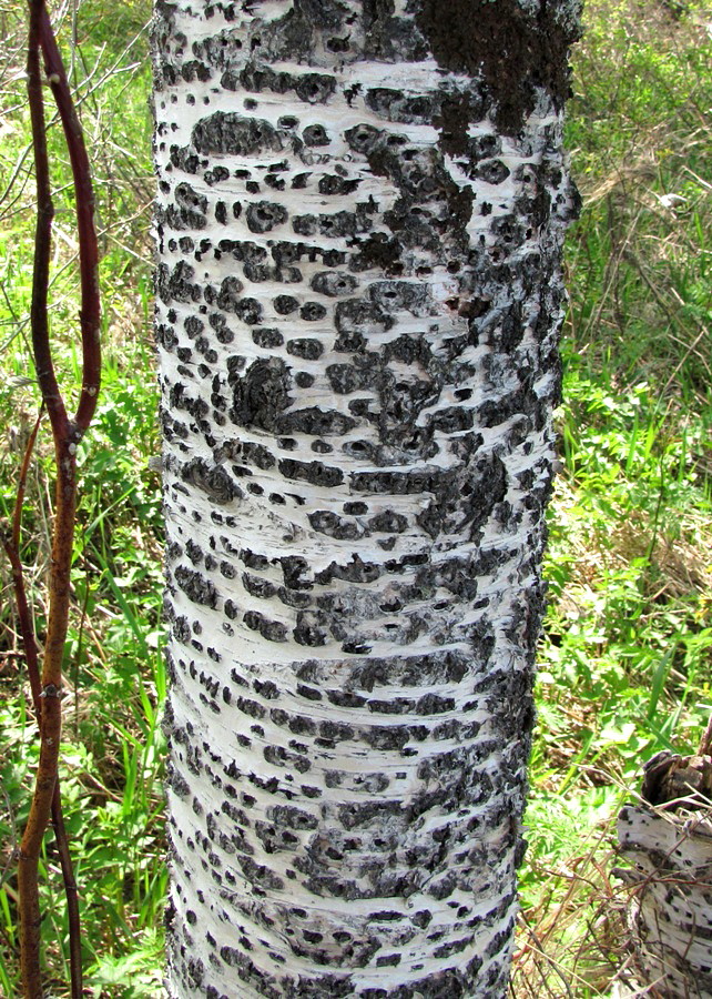 Image of Betula pubescens specimen.