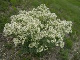 Crambe steveniana