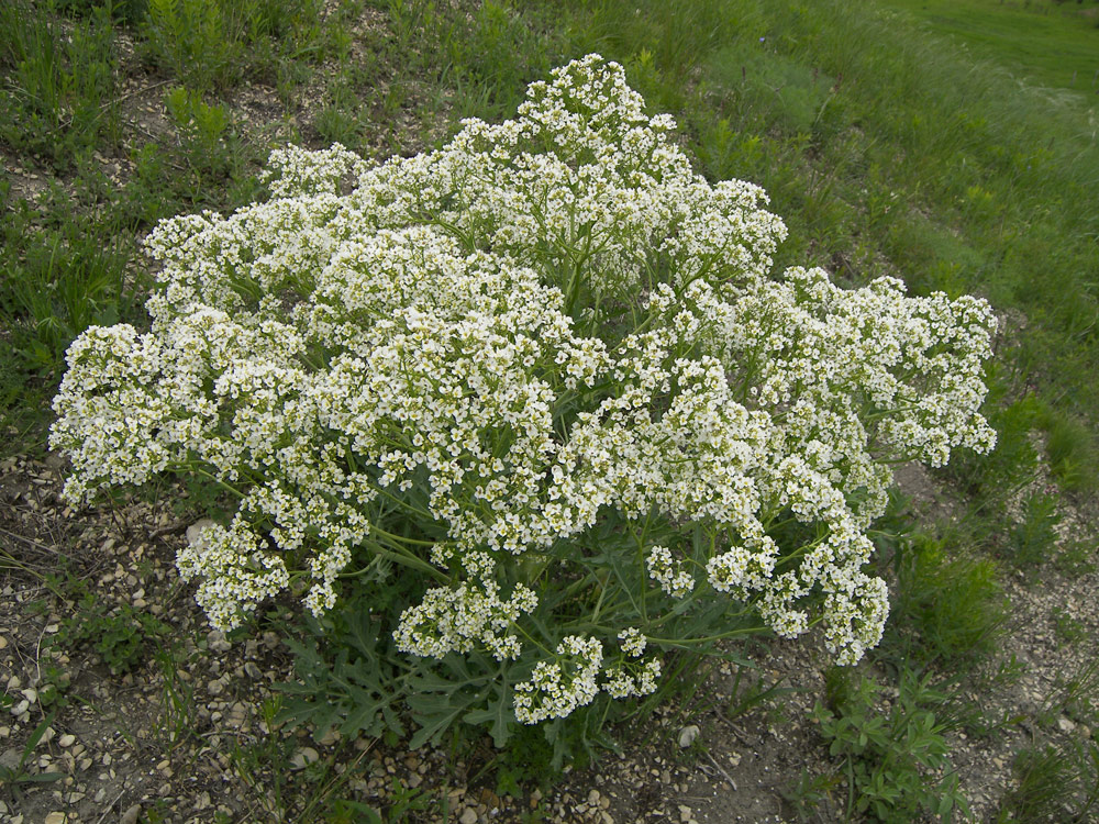 Image of Crambe steveniana specimen.