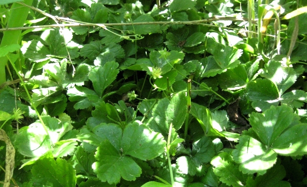 Изображение особи Waldsteinia ternata.