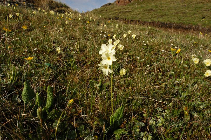 Image of Primula ruprechtii specimen.