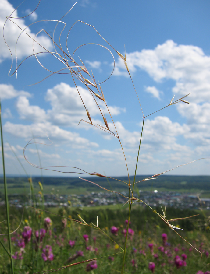 Изображение особи Stipa korshinskyi.