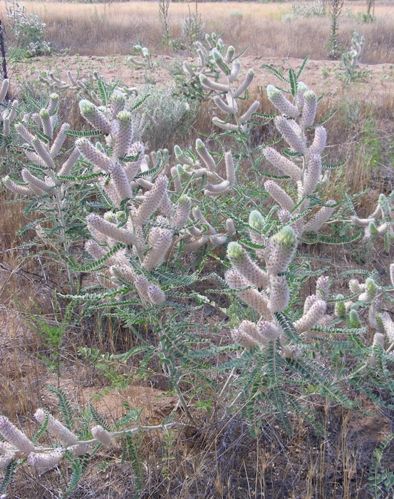 Image of Astragalus alopecias specimen.