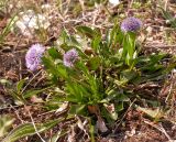 Globularia bisnagarica