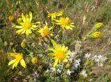 Senecio jacobaea