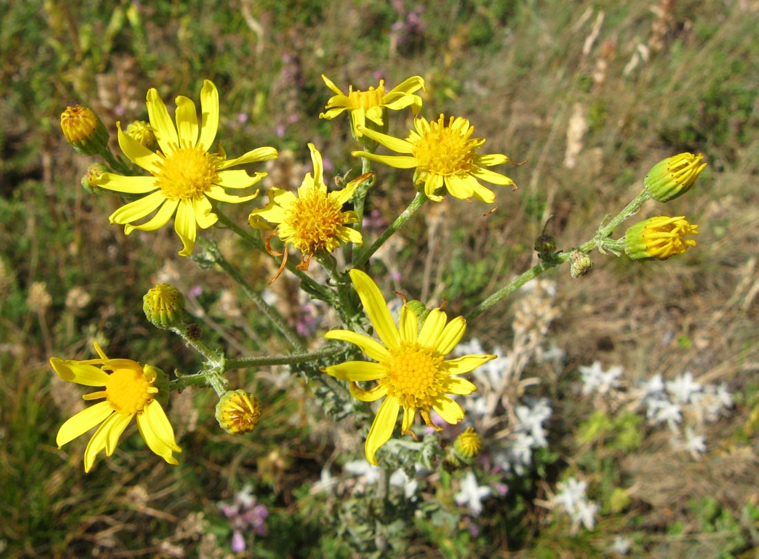 Изображение особи Senecio jacobaea.