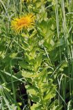 Inula grandiflora