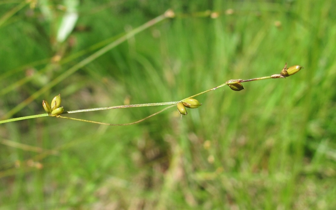 Image of Carex disperma specimen.