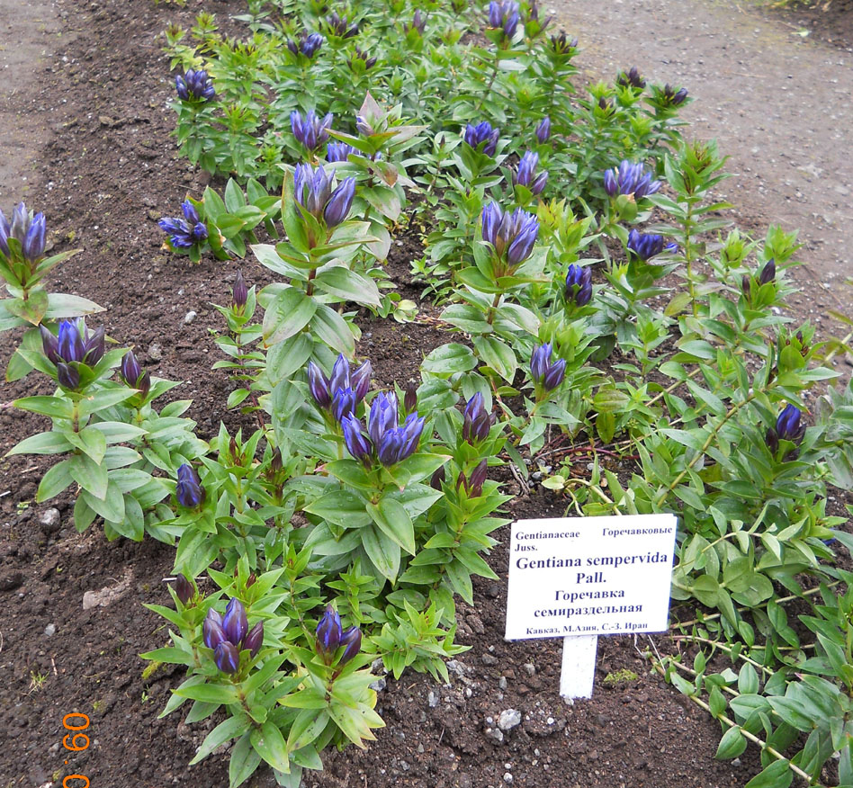 Изображение особи Gentiana septemfida.