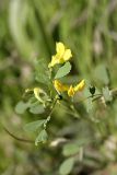 Medicago orbicularis