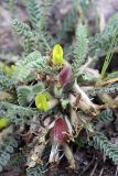 genus Astragalus