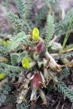 Astragalus