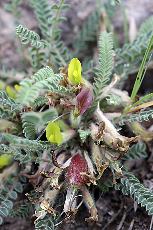 Изображение особи род Astragalus.