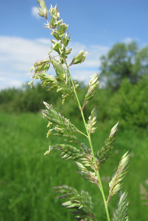 Изображение особи Phalaroides arundinacea.