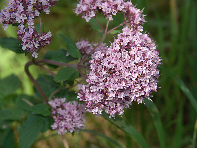 Изображение особи Origanum vulgare.