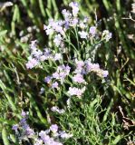 Limonium caspium