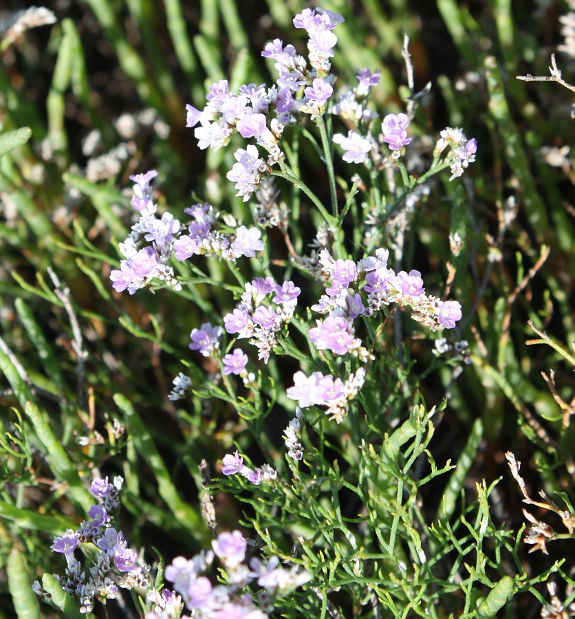 Изображение особи Limonium caspium.