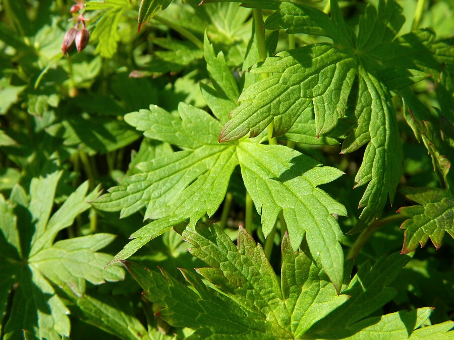 Image of Geranium krylovii specimen.