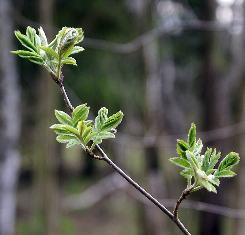 Изображение особи Sorbus aucuparia.