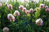 Trifolium ambiguum