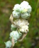 Cymbolaena griffithii. Побег с соплодиями. Копетдаг, Чули. Май 2011 г.