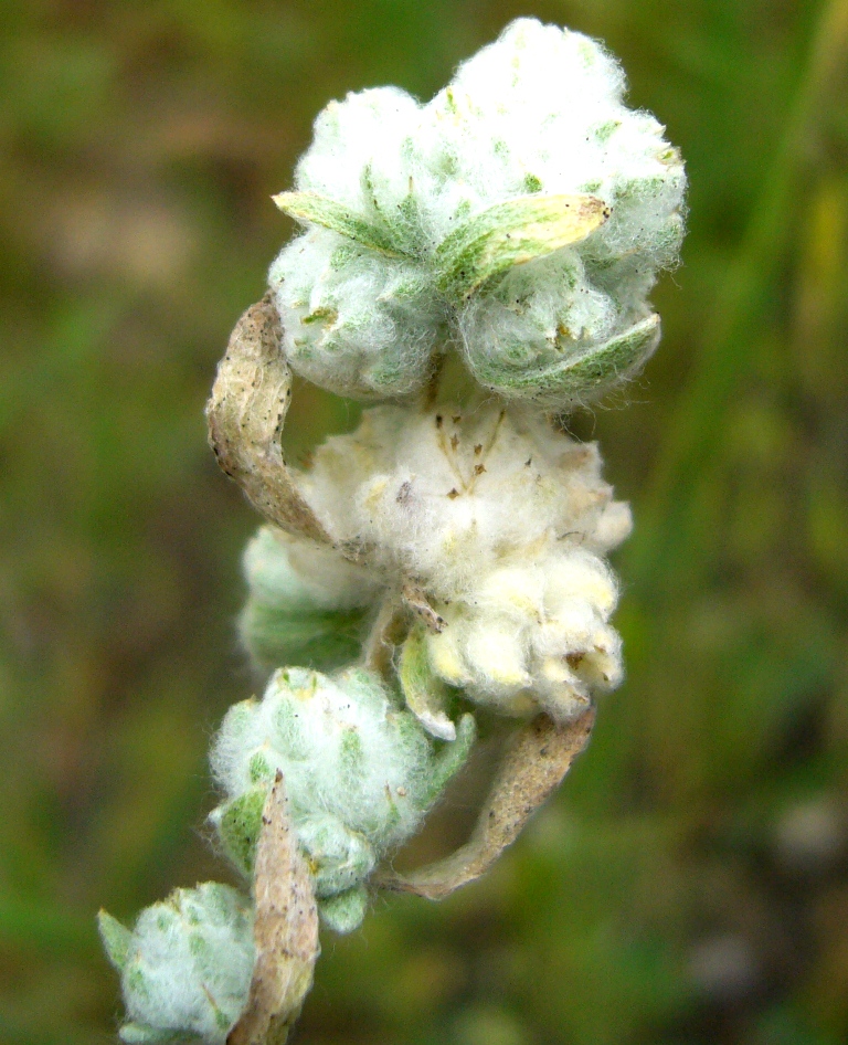 Image of Cymbolaena griffithii specimen.