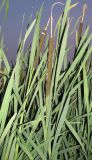 Typha latifolia. Отцветшие растения. Чувашия, г. Чебоксары, отсыпка щебня вдоль уреза воды Чебоксарского вдхр. 11.07.2011.