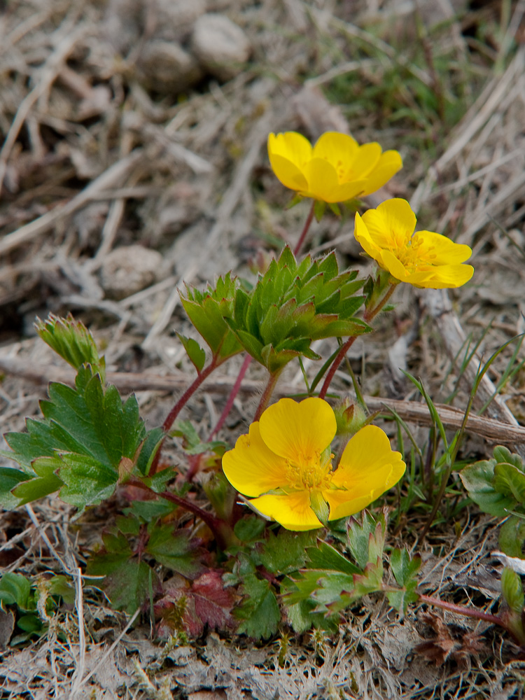 Image of Potentilla stolonifera specimen.