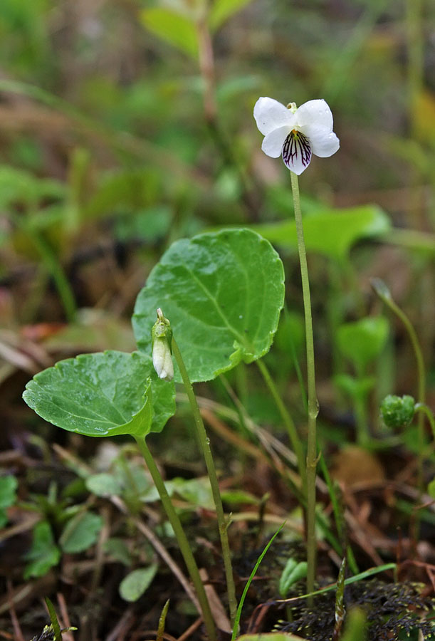 Изображение особи Viola hultenii.