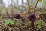 Asarum heterotropoides. Цветки. Сахалин, Тымовский р-н, река Пиленга, горный склон. 14.06.2011.