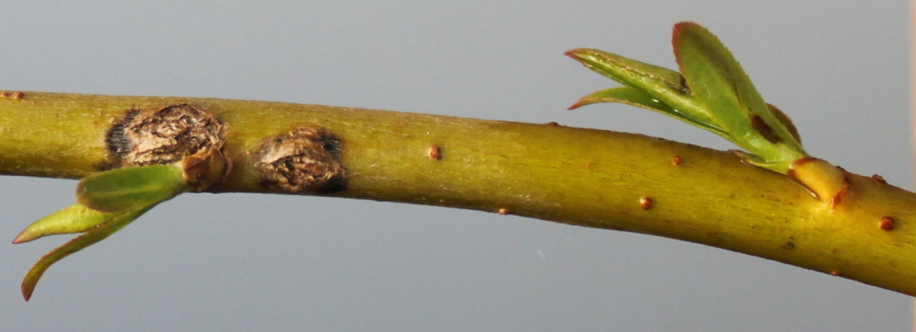 Image of Salix &times; sepulcralis specimen.