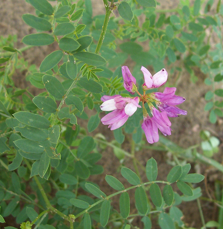 Image of Securigera varia specimen.