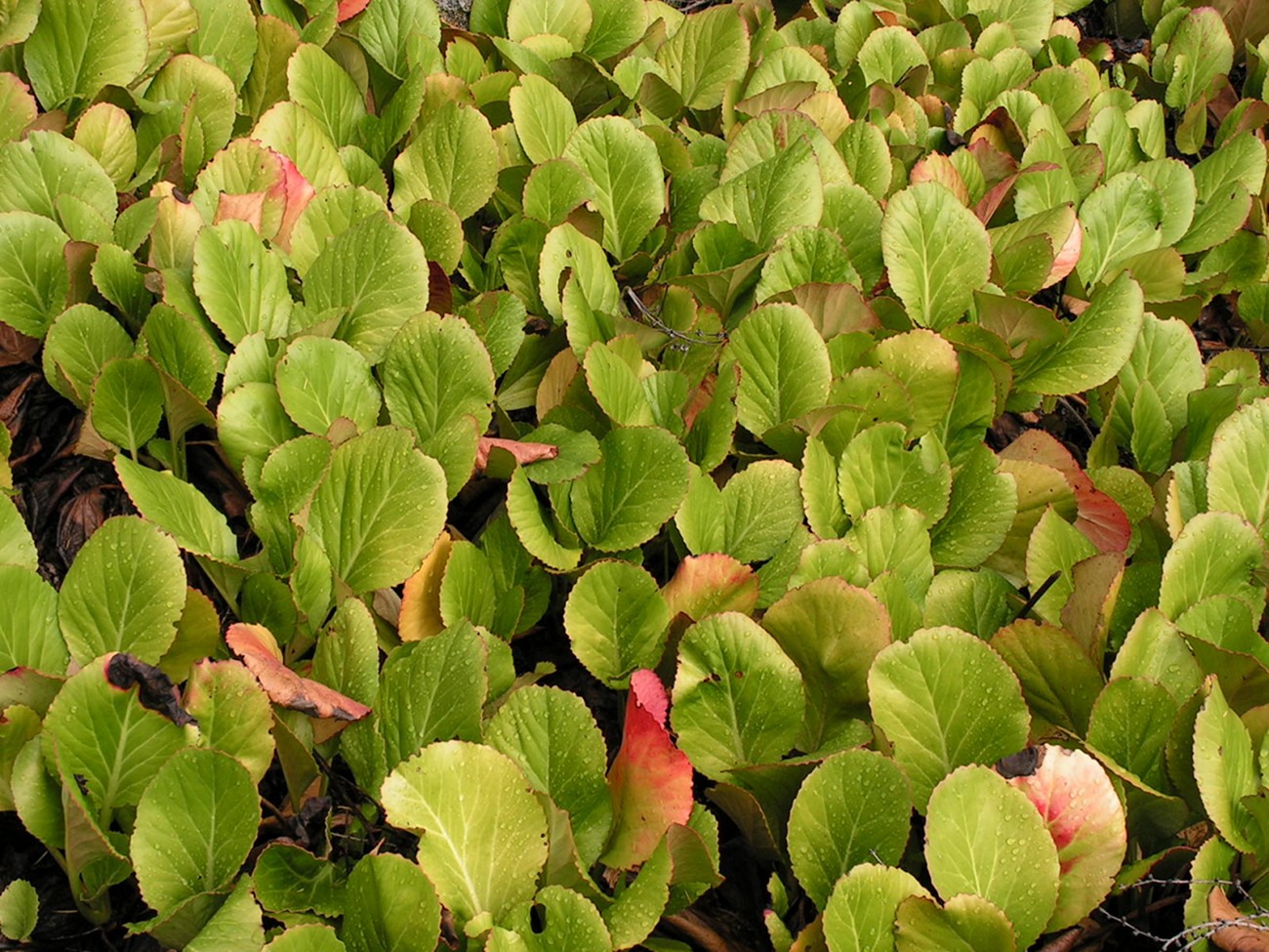 Изображение особи Bergenia pacifica.