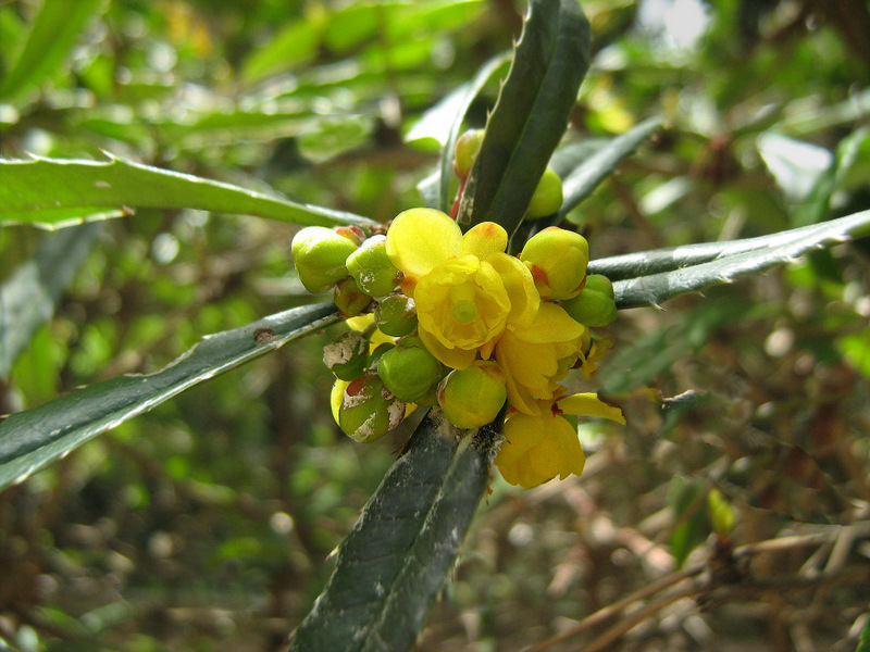 Изображение особи Berberis pruinosa.