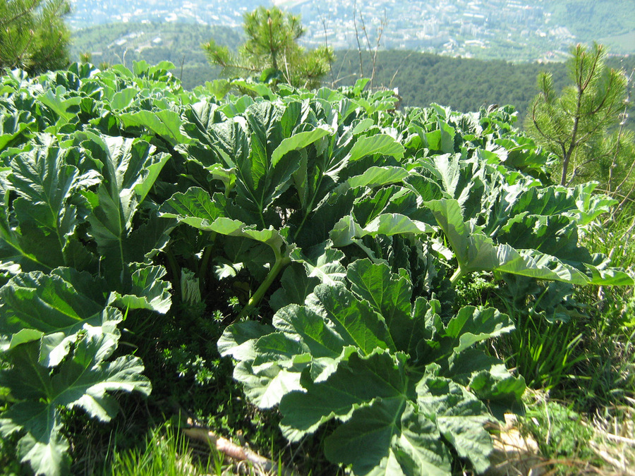 Image of Heracleum stevenii specimen.