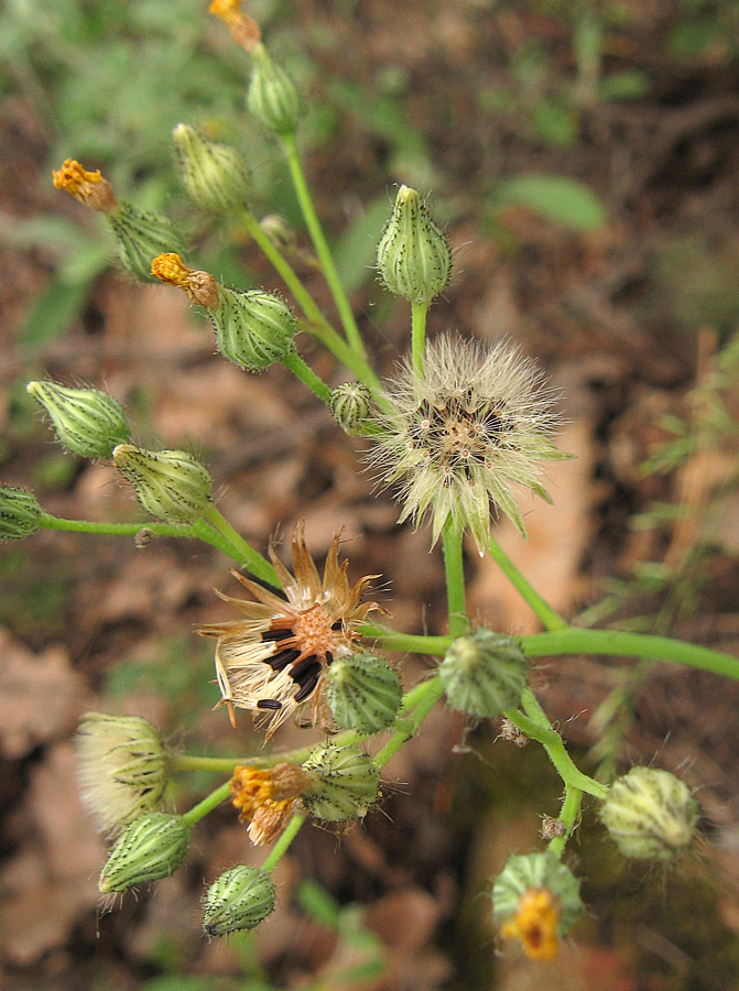 Image of genus Pilosella specimen.