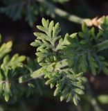 Lavandula coronopifolia. Часть побега. Израиль, впадина Мёртвого моря, киббуц Эйн-Геди, участок местной флоры. 08.03.2011.