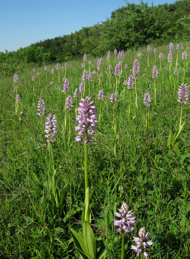 Изображение особи Orchis militaris ssp. stevenii.