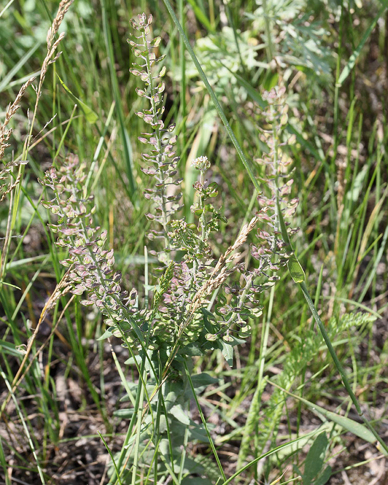 Изображение особи Lepidium campestre.