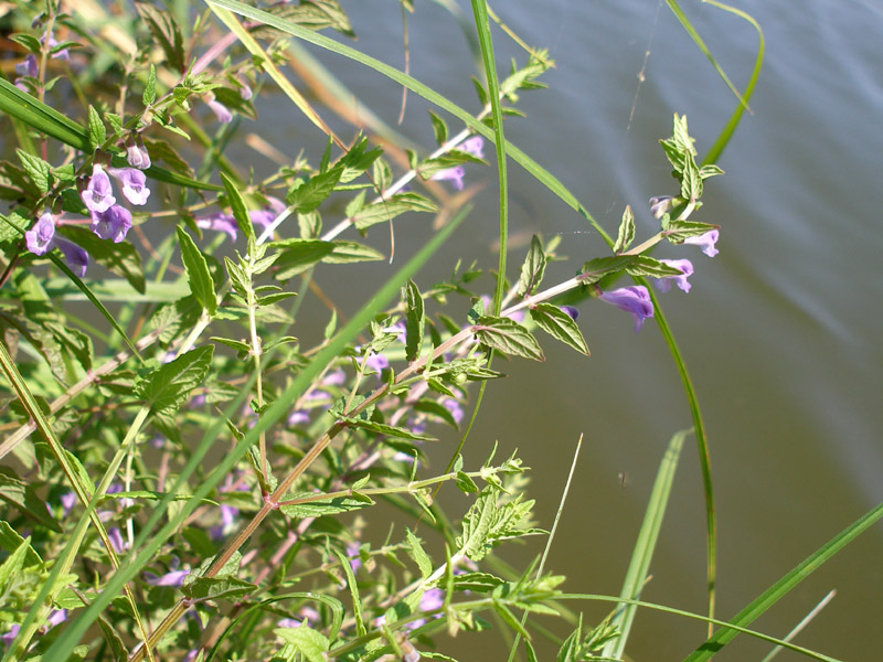 Image of Scutellaria galericulata specimen.