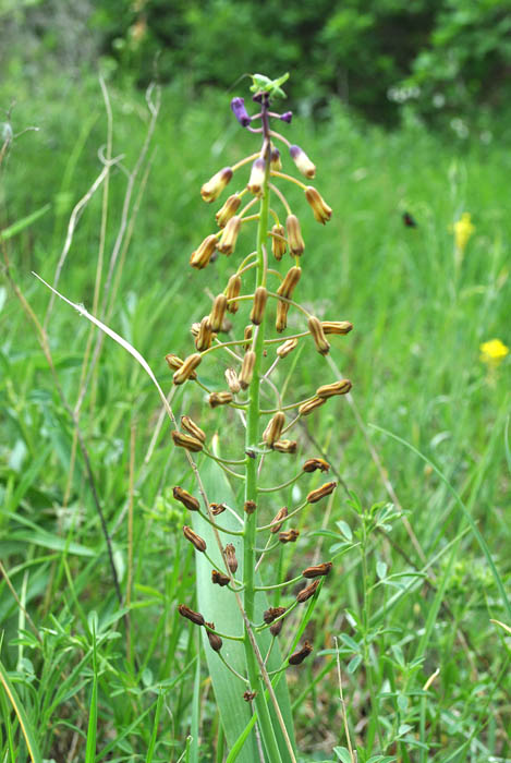 Image of Bellevalia zygomorpha specimen.