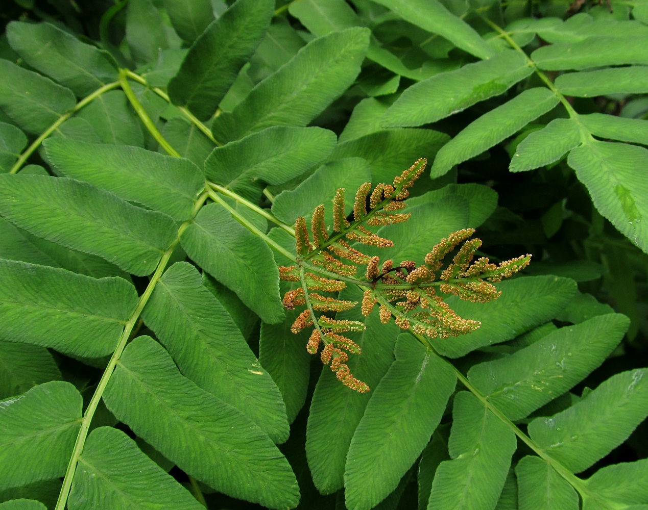 Изображение особи Osmunda regalis.