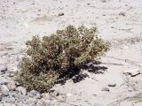 Cleome droserifolia