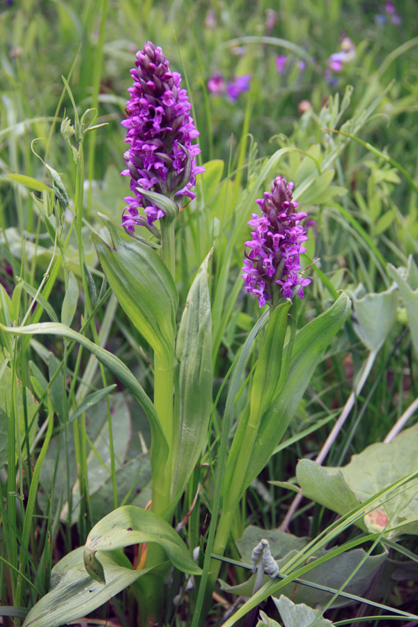 Изображение особи Dactylorhiza incarnata.