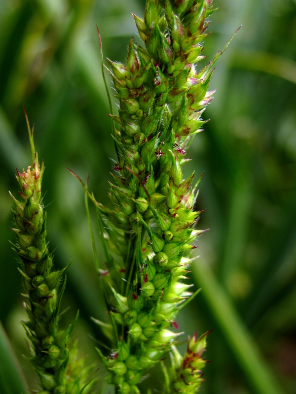 Изображение особи Echinochloa crus-galli.