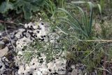 Astragalus neolipskyanus. Ветка с соцветиями. Южный Казахстан, правый берег каньона Машат. 14.04.2012.