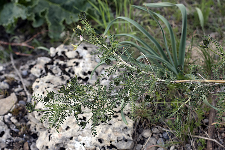 Image of Astragalus neolipskyanus specimen.